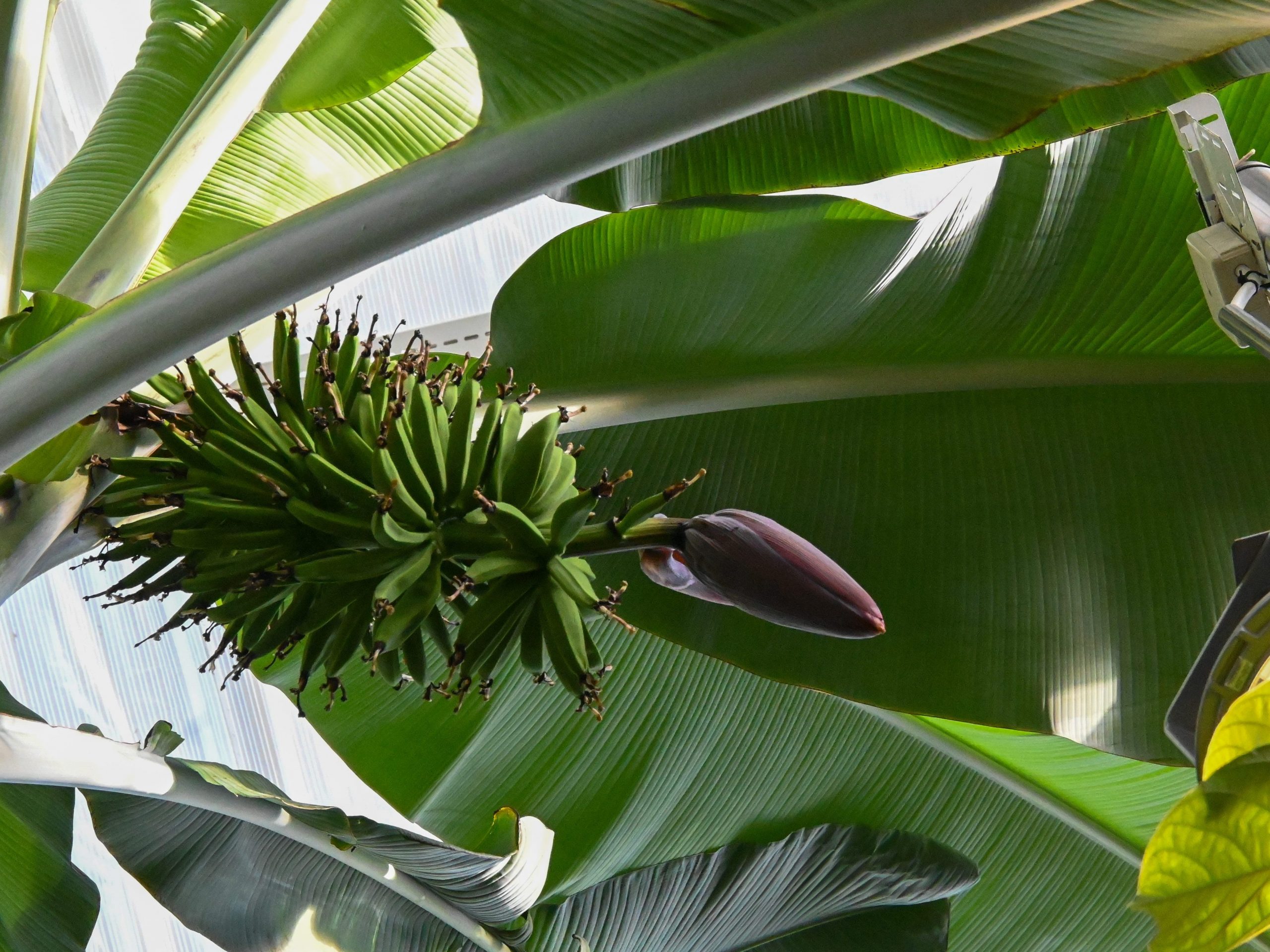 Bananplanta