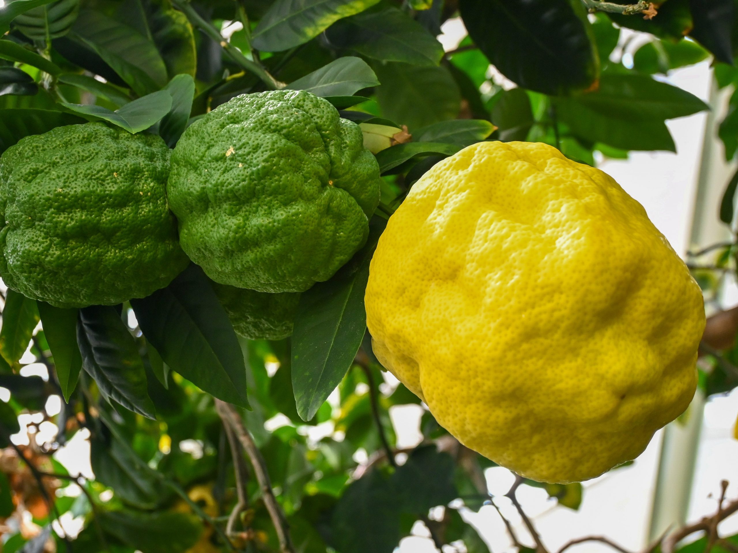 Citronträd