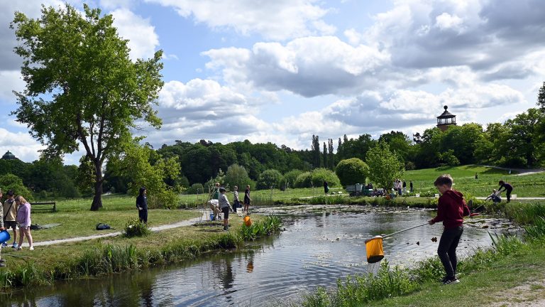 Elever håvar vid dammen i Bergianska trädgården