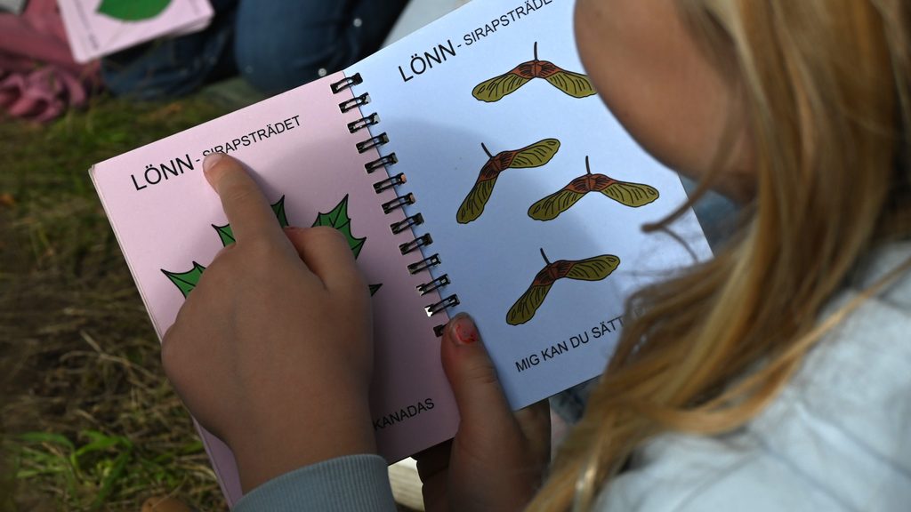Svenska lövträd i Bergianska trädgården
