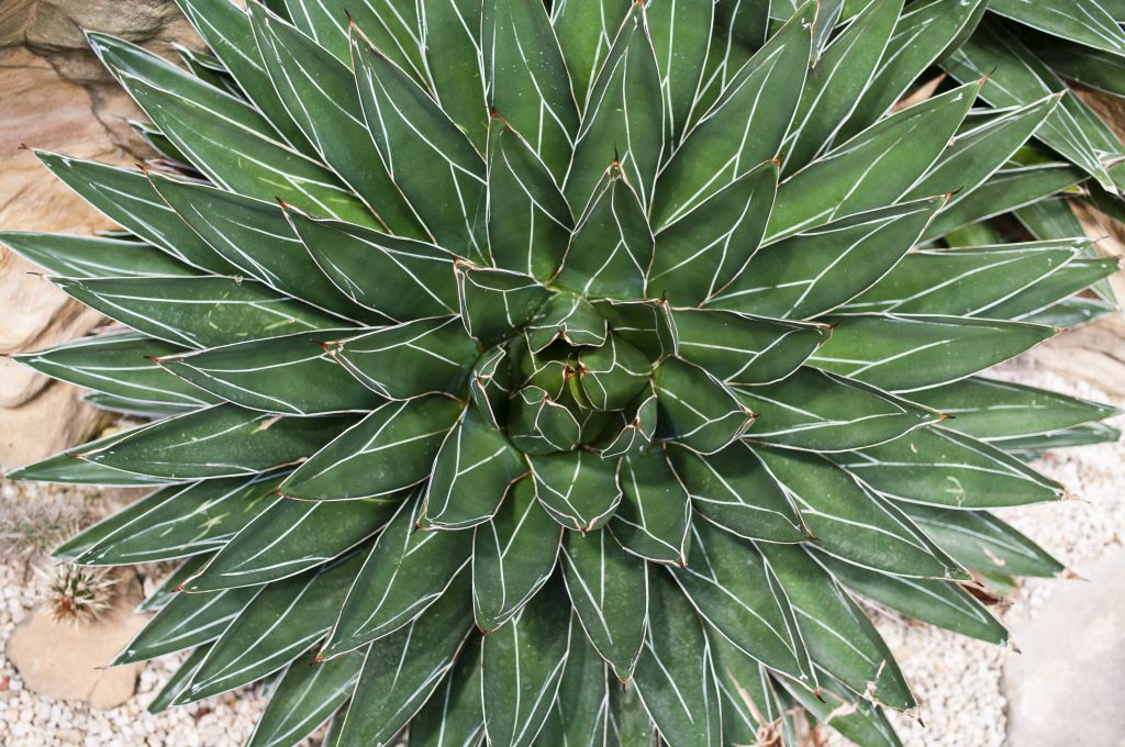 Kaktus