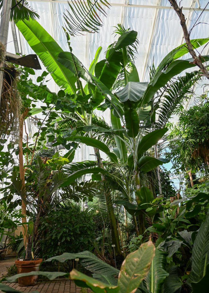Plantor