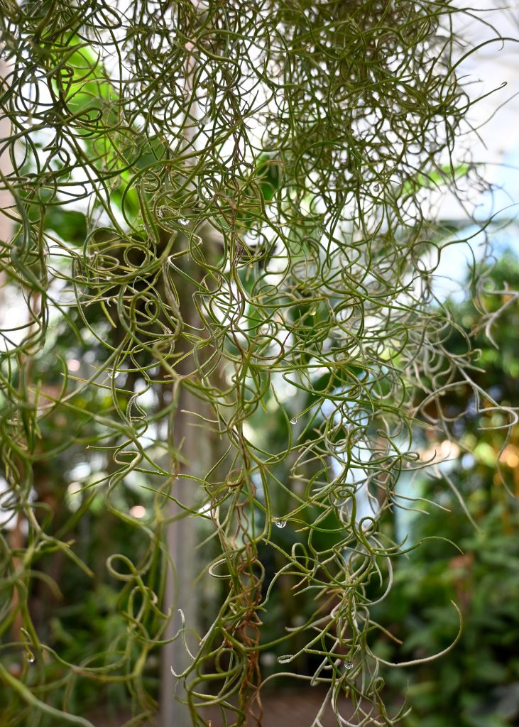 Plantor